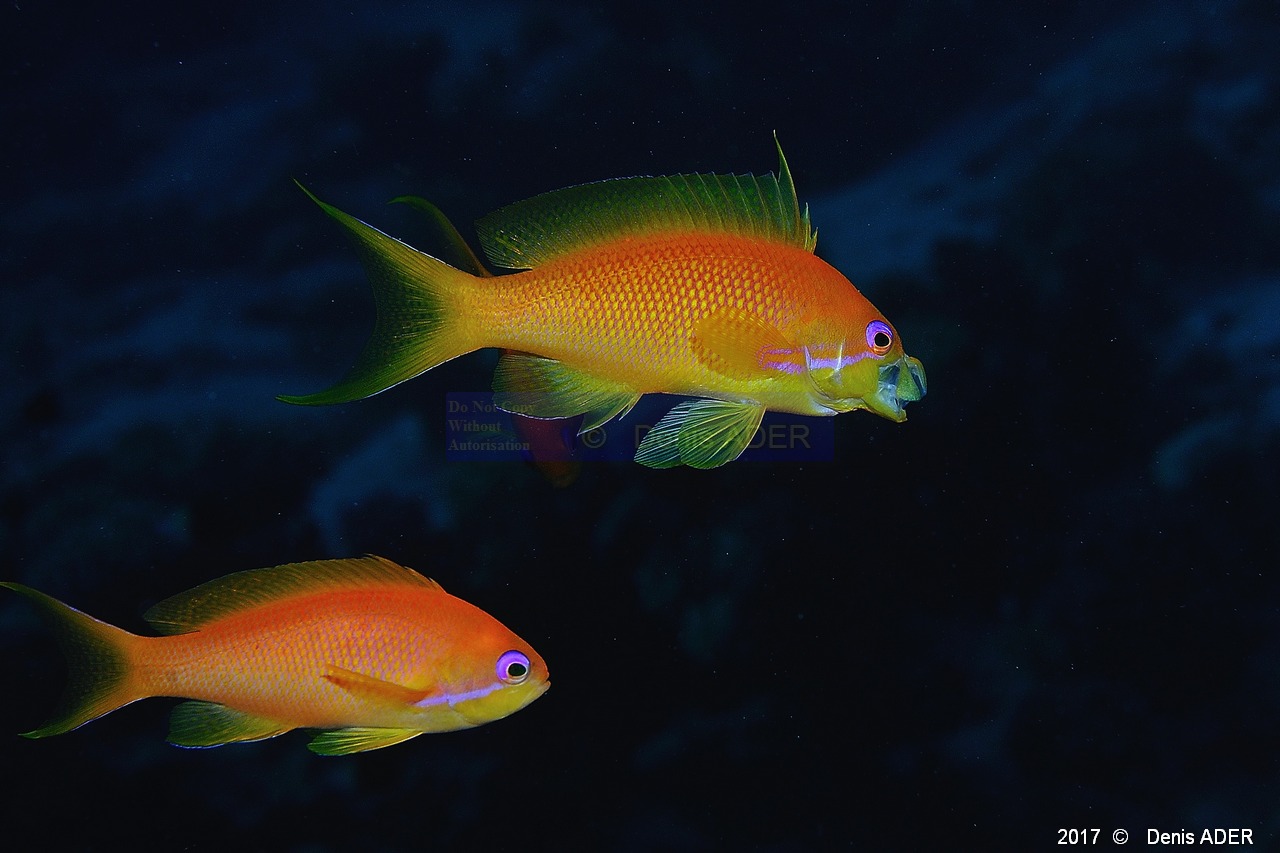 Pseudanthias-squamipinnis Anthias orange fem-Safaga Tobia kebir-18m-20171120-Denis-ADER-DSC_3144_tn.jpg
